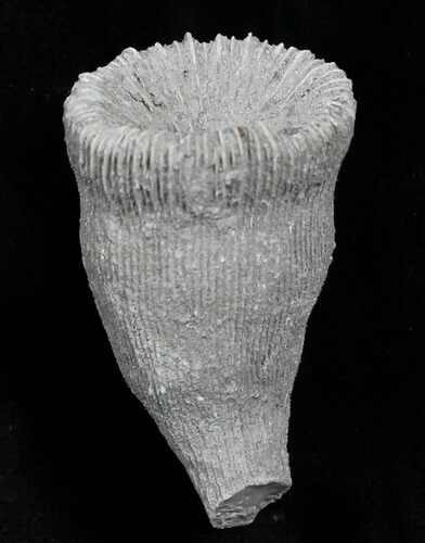 Fossil Horn Coral (Placosmilia) - Cretaceous #25597